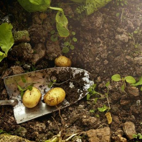 mājās audzēti kartupeļi no siltumnīcas