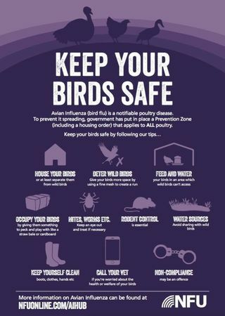 Kā šogad pasargāt mājputnus no putnu gripas