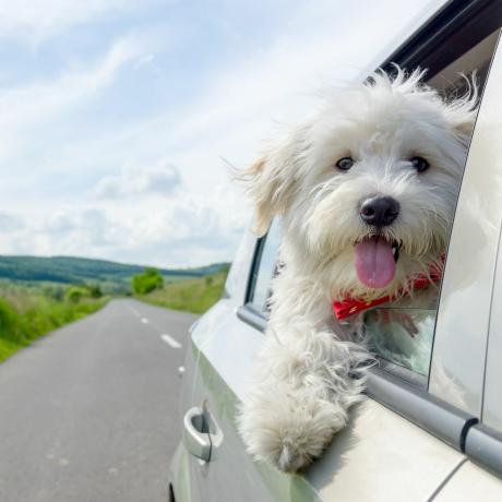 Suns, zīdītājs, suņu dzimta, suņu šķirne, maltiešu, rietumu augstienes baltais terjers, plēsējs, terjers, suns kompanjons, Havanese, 