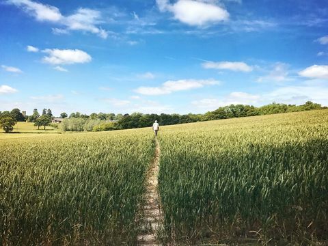 vīrietis staigā pa kviešu lauku