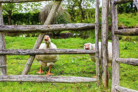 Gleznainā II pakāpes kotedža - Froggats Cottage - Surrejā, kas atspoguļota nesenajā BBC raidījuma Bēgšana uz valsti epizodē, tagad tirgū ir pieejama par 1,6 miljoniem sterliņu mārciņu. 