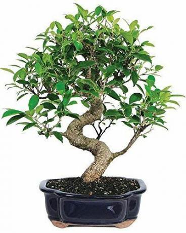 Bonsai Ficus koks