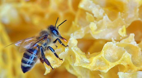 Karalienes bite strādā pie šūnveida