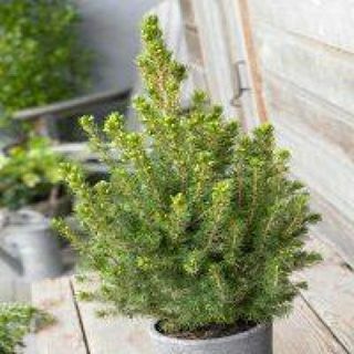 Picea glauca Conica - punduris alberta egle