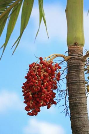 palmu augļi