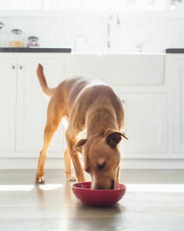 priekšējais skats — dzeltenbrūns suns virtuvē, kas ēd no sarkanas bļodas