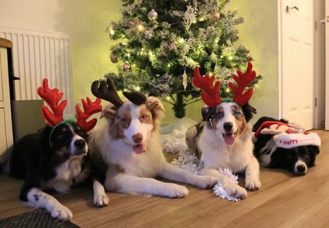Svētku Ziemassvētku suņu foto