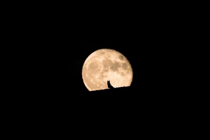 vilku suņa siluets, kurš vēro pilnmēness lēkšanu, pilnmēness un siluets, mājdzīvnieku fotografēšana, Halovīni