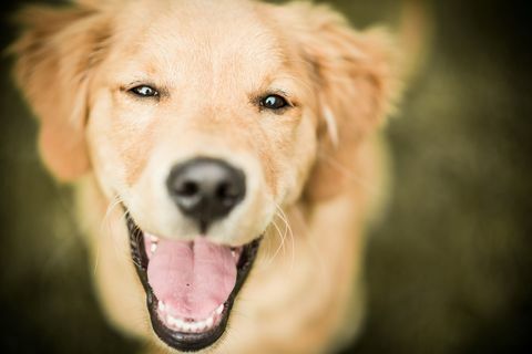 Laimīgs, labradors, dzīties pakaļ, smiling