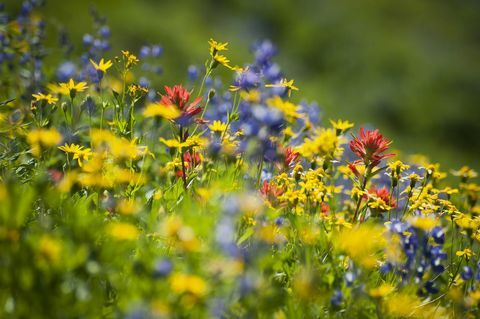 Kur jūs varat izvēlēties savvaļas puķes šopavasar?