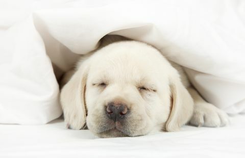 Labradora kucēns guļ gultā