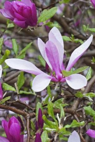 Annu magnolijas krūms