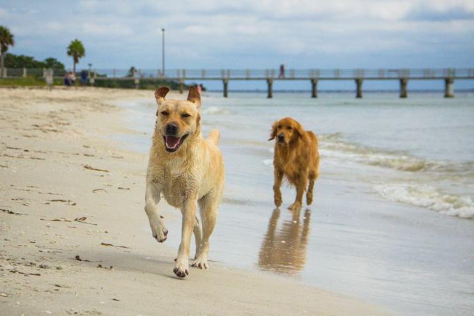 labradoru retrīveru un zelta retrīveru suņi, kas skrien pa pludmali, Fort de Soto, Florida, Amerika, ASV