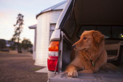 Suņu īpašnieki ar četrriteņu kravas automašīnām, kas steidzami ņem vērā šo veselības brīdinājumu no veterināriem. - Brīdinājums par suņiem ar automašīnas zābaku