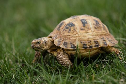 krievu bruņurupucis dodas pastaigā