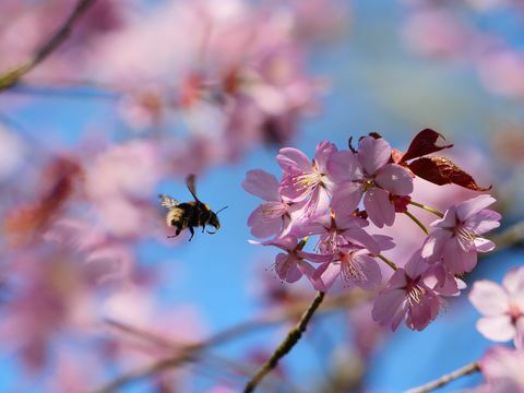 National Trust laiž klajā blossomwatch, lai līdzinātos Japānas hanami
