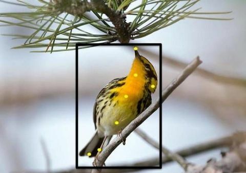 Šis ir lielisks jauns veids, kā identificēt jūsu piemājas putnus