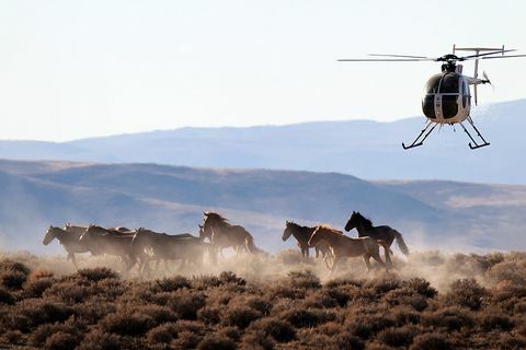 mustangs Nevada