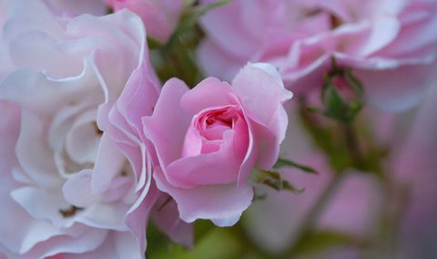 rozā roze