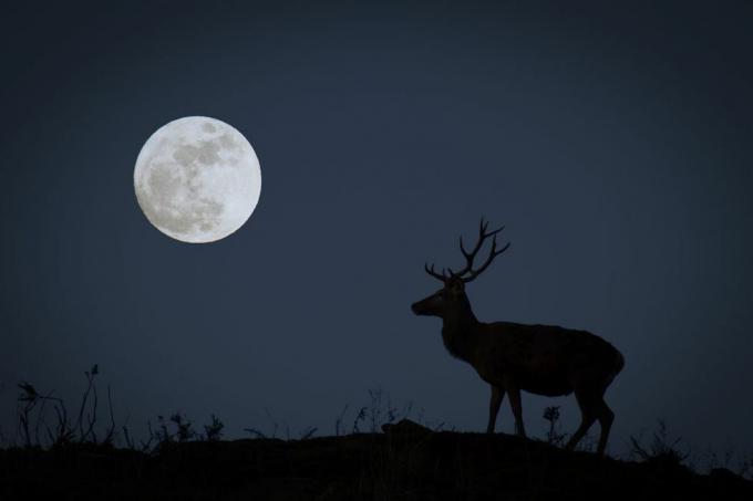 pilnmēness ar buki siluetā, kas attēlo oktobra mednieka mēnesi