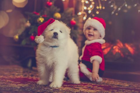 Ziemassvētku suns un mazulis