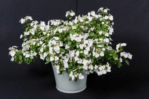 Hortenzijas bēgošā līgava Sniegbaltīte ir kronēta par Čelsijas ziedu izstādes 2018. gada augu