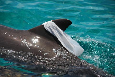 Atlantijas pudeles delfīns Spēlē ar plastmasas maisiņu, lai jautri pavadītu, to velkot ap muguras spuru