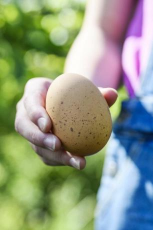 pārtikas amatnieki augļu dārzu saimniecības bioloģiskās olas