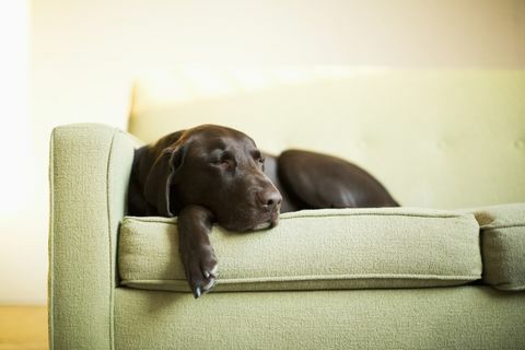 Cik ilgi ir droši atstāt suni mierā? Suņu kopšanas padomi