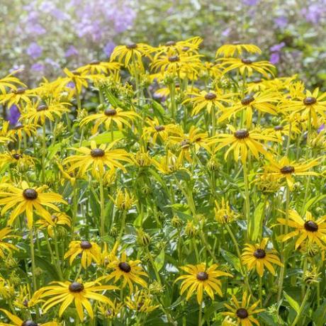 skaista vasaras ziedēšana, dzeltenās rudbekijas fulgida var sullivantii 'goldsturm' melnas acs suzanas ziedi