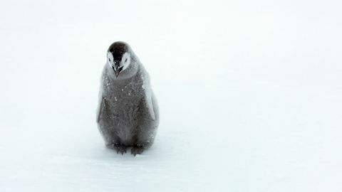Dinastijas pingvīnu cāļu foto