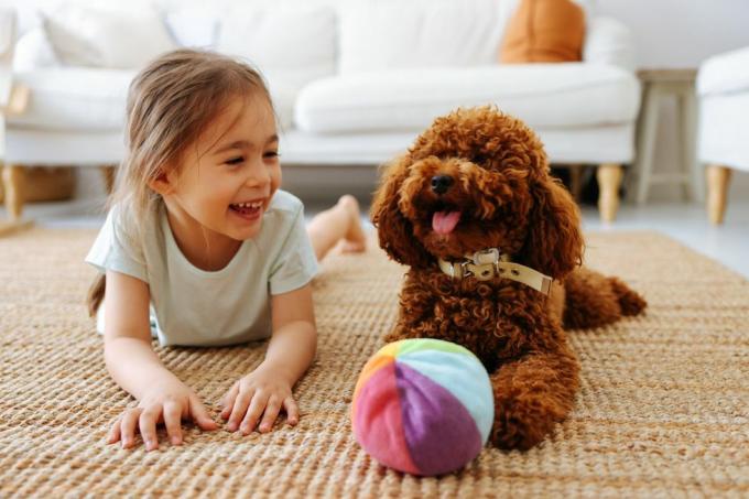 mīlestība starp mājdzīvnieku un mazo saimnieku, mazu meiteni un rotaļu pūdeli, kas spēlē mājās