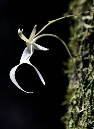 Atklāti Lielbritānijas visvairāk apdraudētie augi - Ghost Orchid