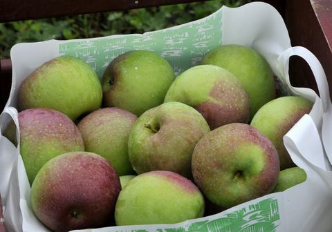 Sestdien Septembris 14, 2013. Pilns maiss cortland ābolu, kas novākti Gile ģimenes saimniecībā Shaker Hi laikā