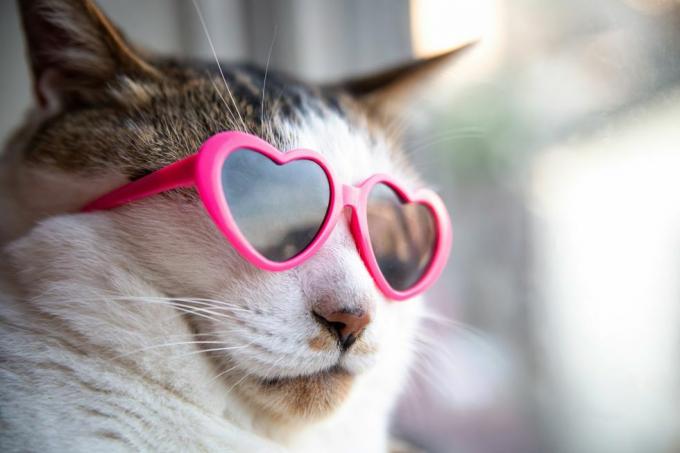 kaķis ar sirds formas saulesbrillēm