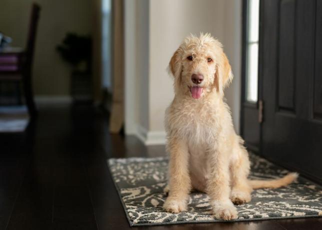 jauns, dzeltens un krēmkrāsas labradoodle, kas sēž uz foajē paklāja, skatās kamerā