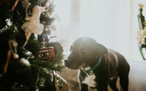 Ziemassvētku suns