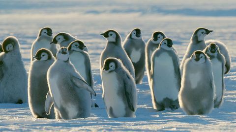 Dinastijas pingvīnu cāļu foto