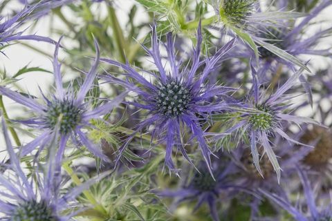 Eryngium 'Blue Waves' - Čelsijas ziedu izstāde - 2018. gada augs