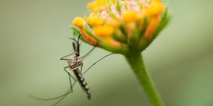 kā atbrīvoties no odiem dārzos