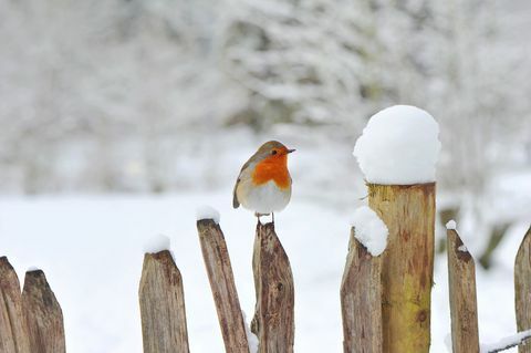 Eiropas Robins, Erithaka rubecula vai Robina Sarkanā krūts atpūšas pie koka žoga sniegā