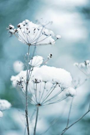 sniega klāti karalienes Annas mežģīņu ziedi, kas zināmi arī kā daucus carota ziemas dārzā