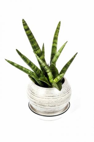 potted sansevieria cylindrica