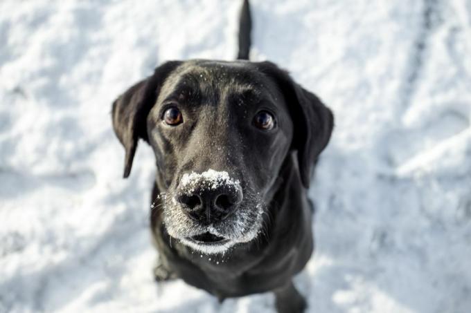 melnais labradors ziemā