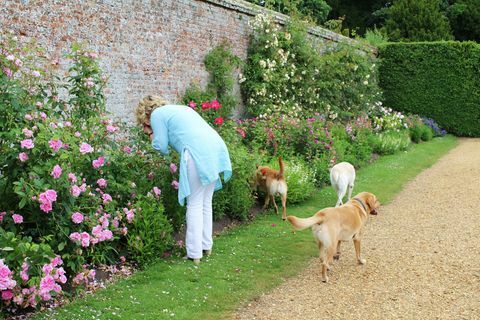 lady carnarvon labradors highclere pils rožu dārzs