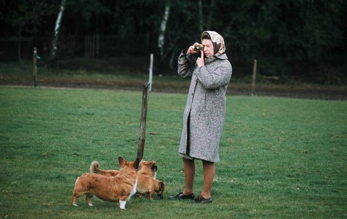 Vindzora, Apvienotās Karalistes karaliene Elizabete II fotografē savus korgijus Vindzoras parkā 1960. gadā Vindzorā, Anglijā Anwar Husseingetty fotogrāfijas