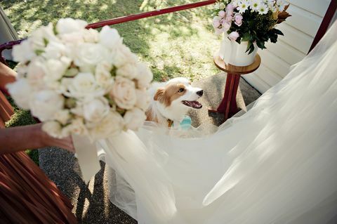 6 lietas, kas jāatceras, ja jūsu suns nāk uz jūsu kāzām