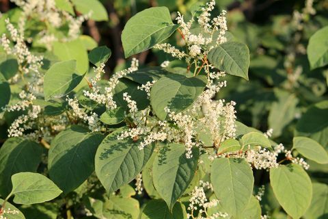 fallopia japonica jeb japāņu knotweed zars ar zaļām lapām un baltiem ziediem