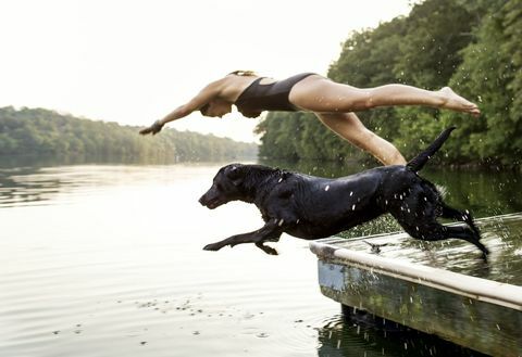 Suņu peldēšana