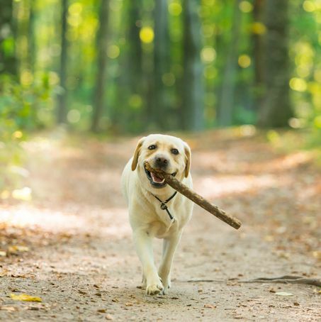 tuvplāna attēls ar dzeltenā labradora retrīvera suni, kas nes, pa, mežā
